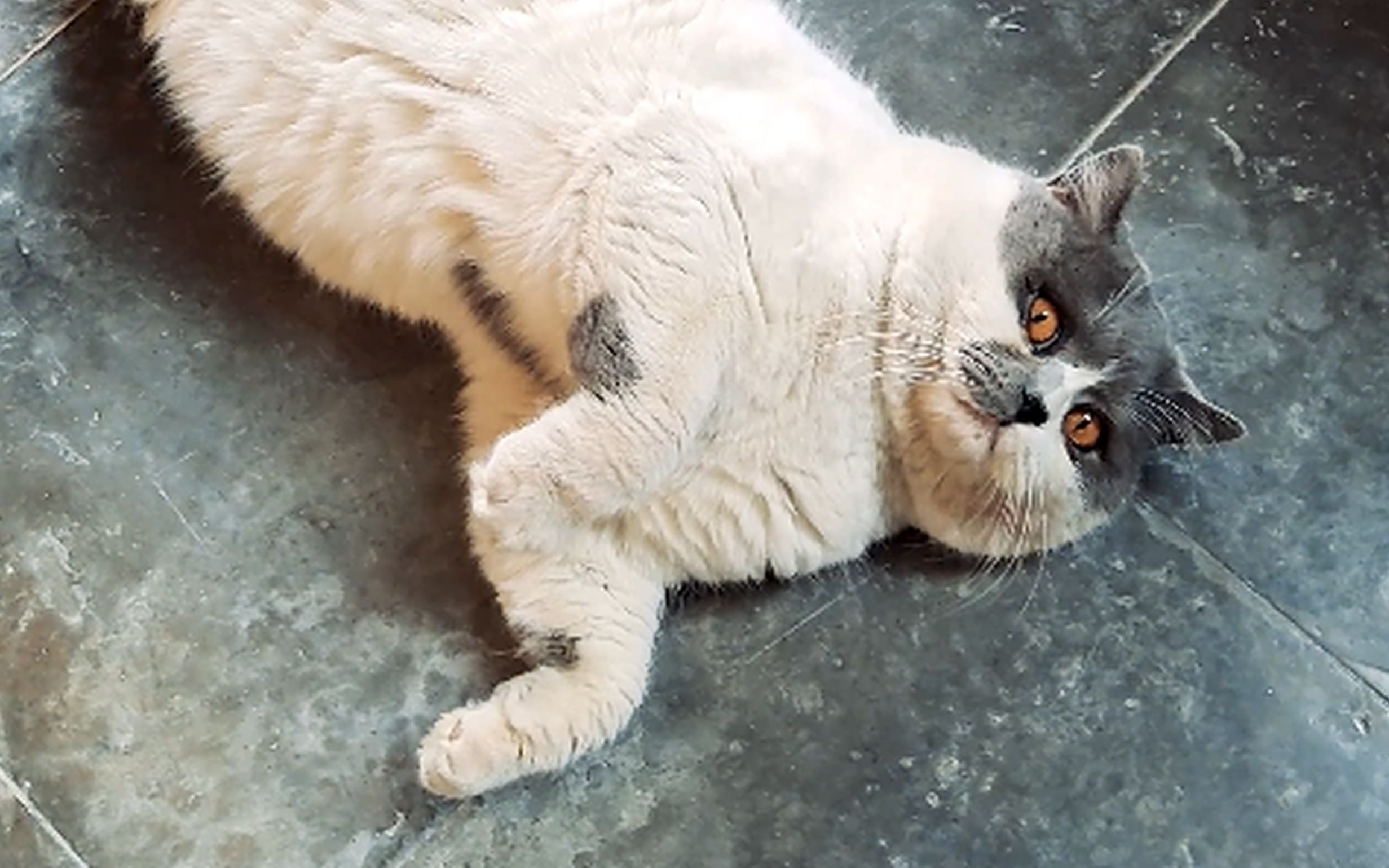 【雨鸣随拍#6】慵懒的猫@alley cat