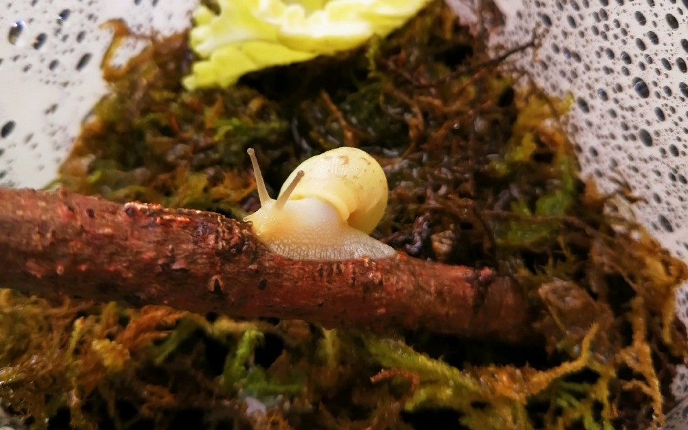 【米氏库页蜗牛】萌哭了,米氏蜗牛的触角是个什么神奇开关(17ò