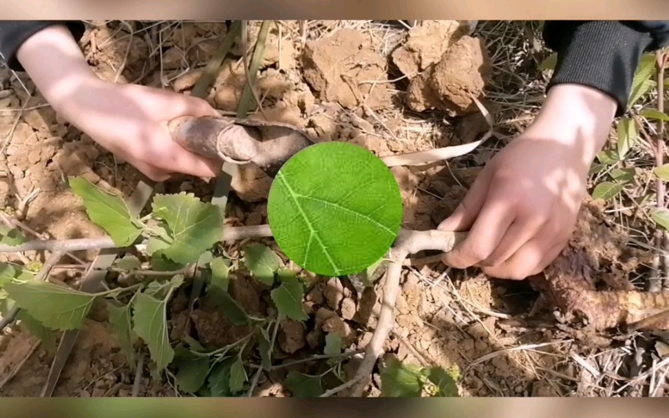 桑树全身都是宝,桑叶可泡茶,凉拌,养蚕;桑葚可食用;桑树全身都可入药,从根到叶都有其作用哟!想要了解的朋友们跟着我们一起来探讨探讨一下吧~...