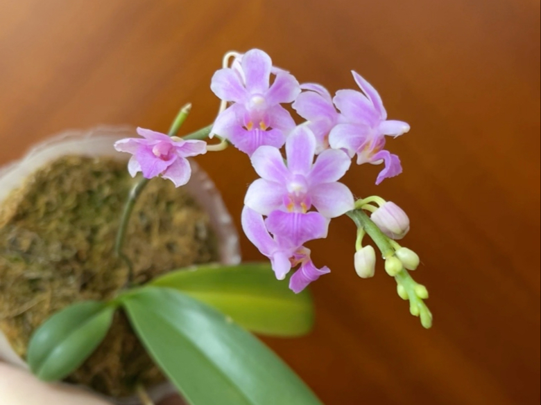 朵丽蝶蝴蝶兰交大尖囊蝴蝶兰