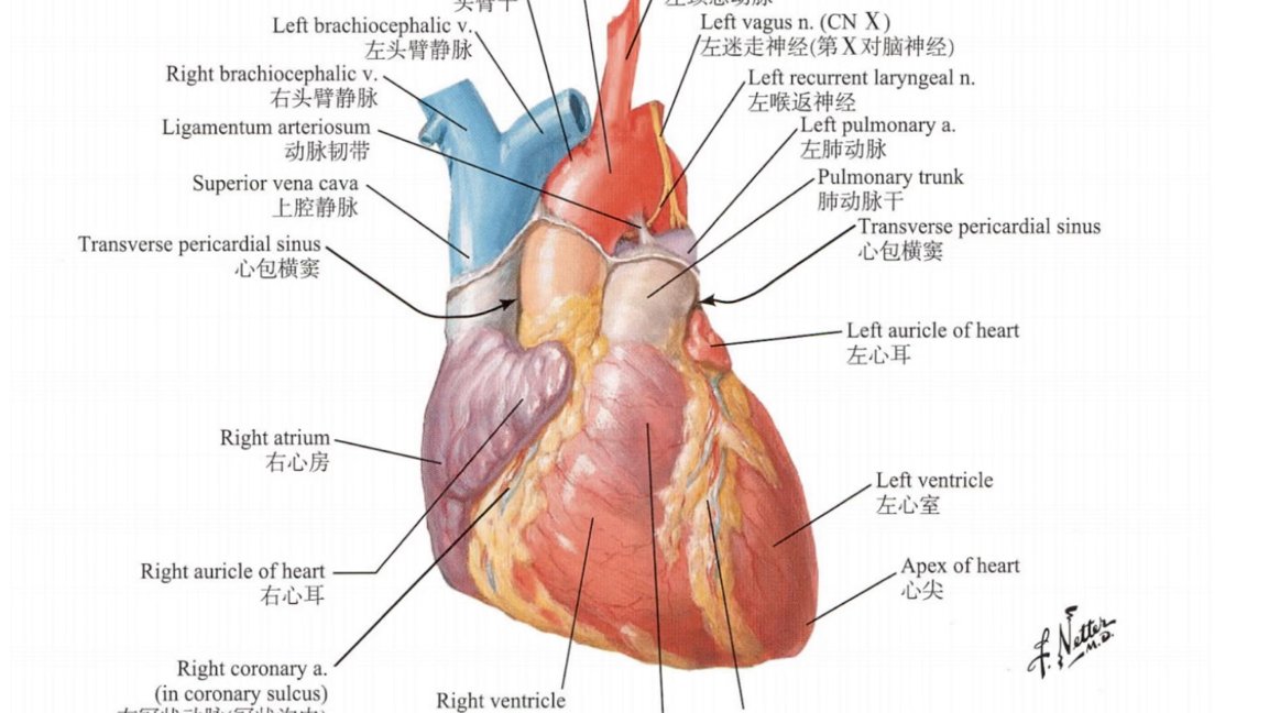 【医学资料】系统解剖学:心脏 PDF放在简介,可自取哔哩哔哩bilibili