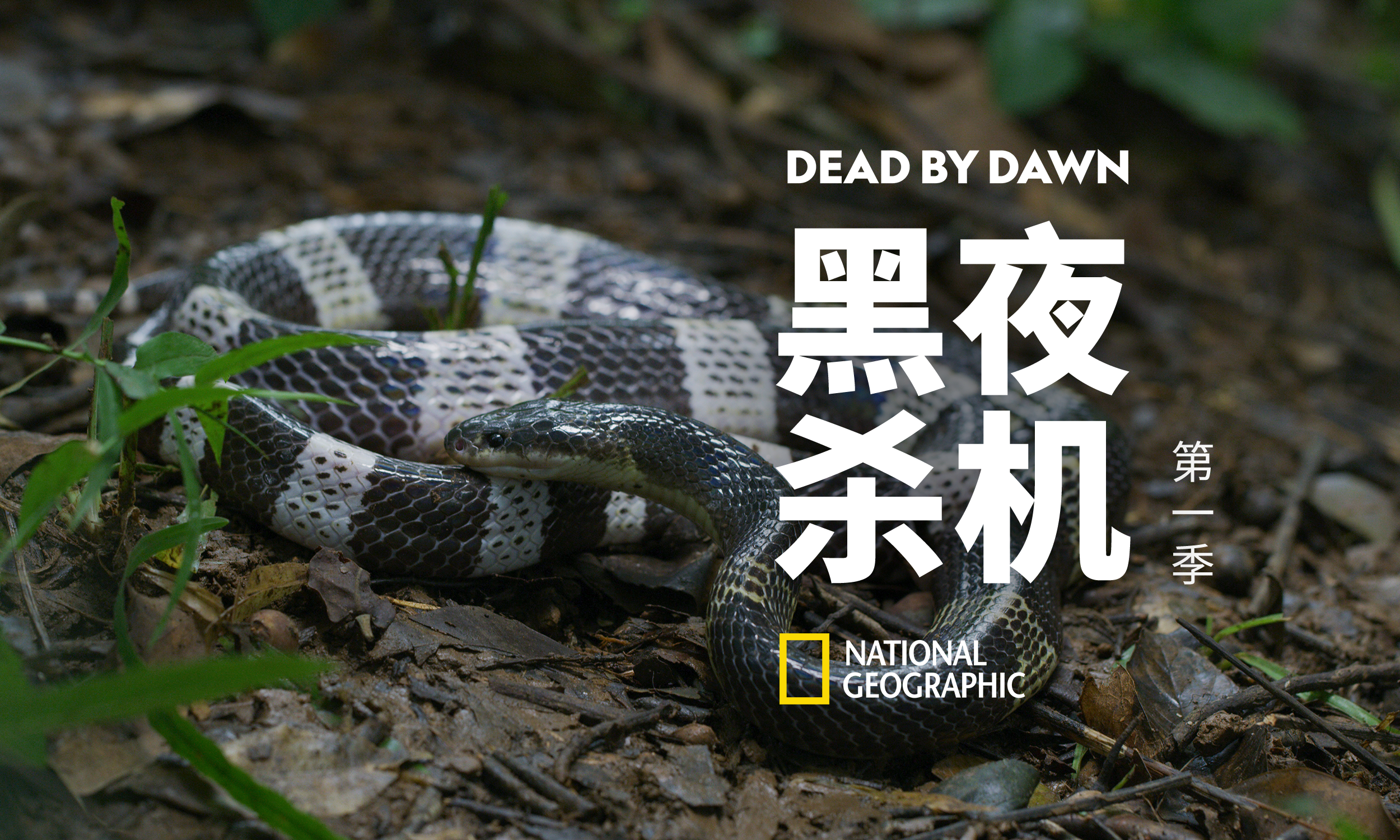 黑夜杀机第一季第2集隔山有眼