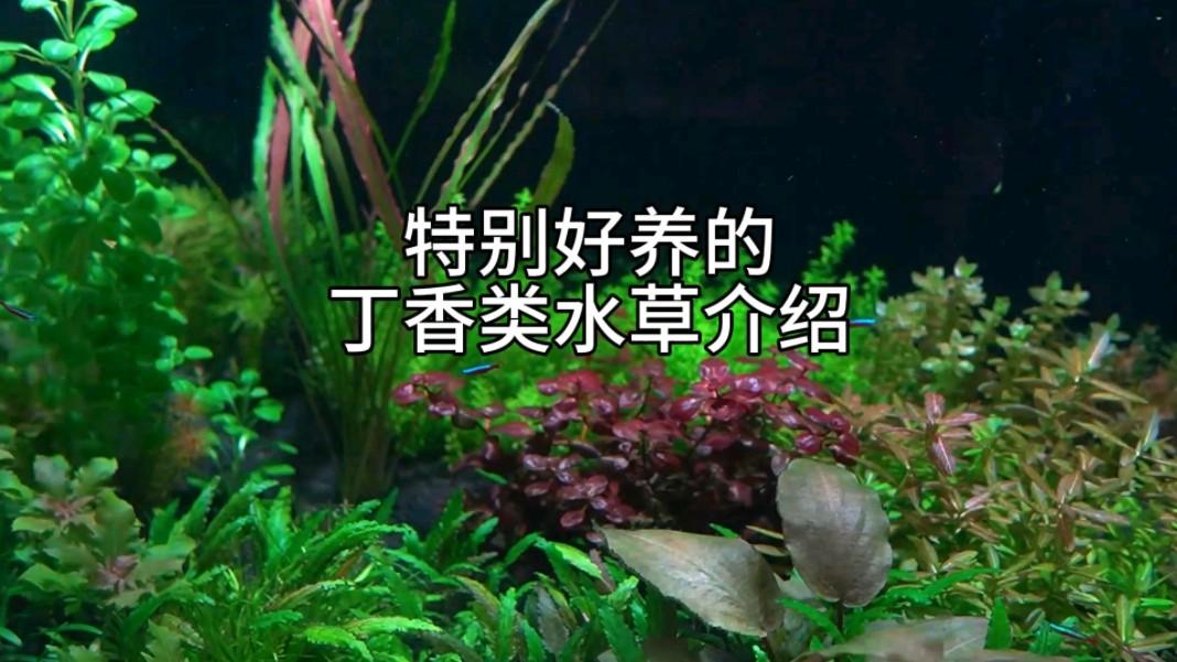 特别好养的丁香类水草介绍哔哩哔哩bilibili