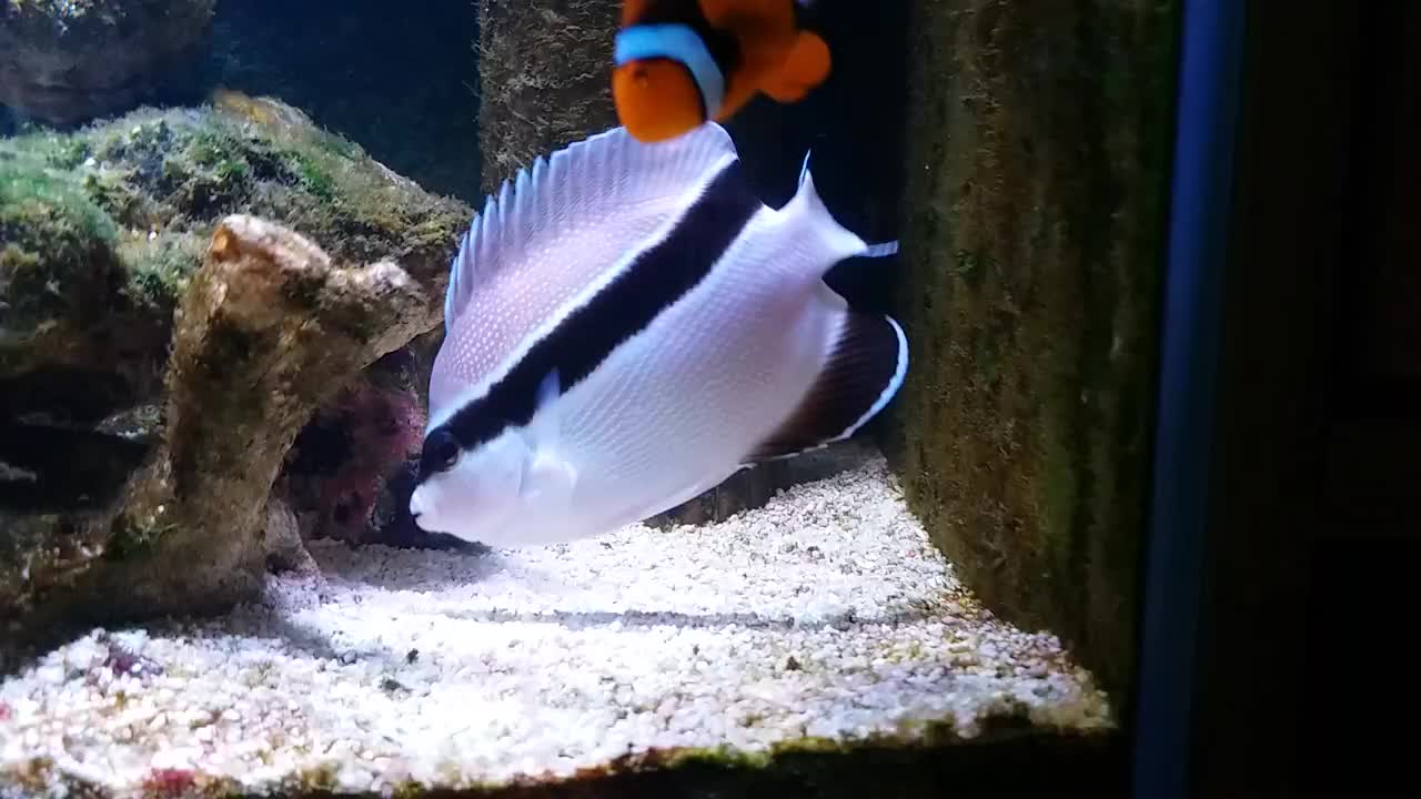 【海缸】饲养贼仙的日常_哔哩哔哩 (゜-゜)つロ 干杯~-bilibili