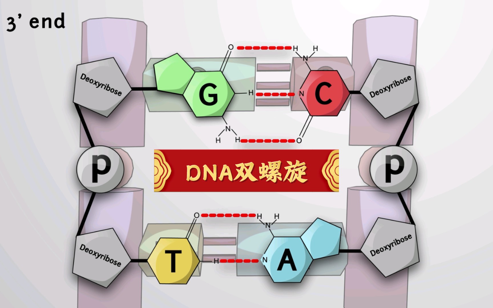 deoxyribose图片