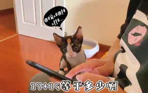 Video herunterladen: 妈 别为难我的猫了