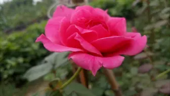 7月10日花开记录 热浪袭来 哔哩哔哩 Bilibili