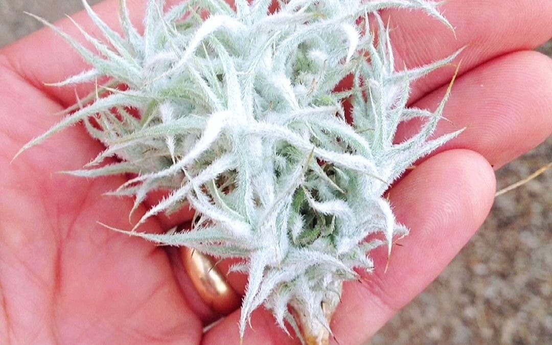 活动  空凤品鉴:雪蚕