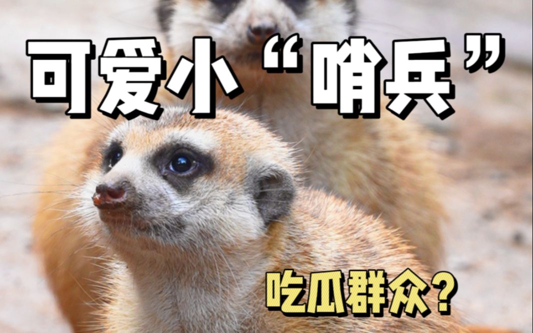 什么我是吃瓜群众?我这是在一本正经的站岗