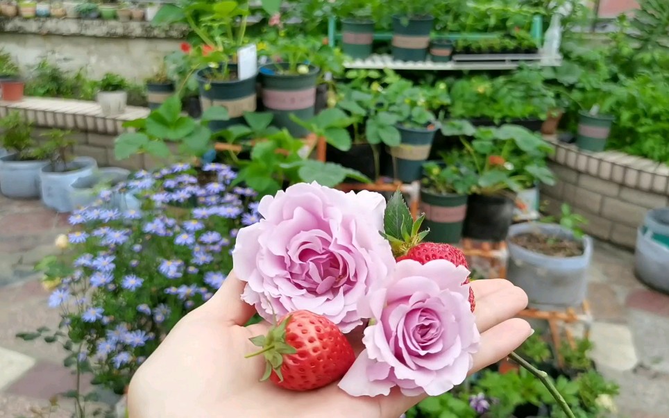 [图]《楼顶食材花园》—96年UP主 租房实现草莓鲜花自由，视频1分5秒有猫咪营业