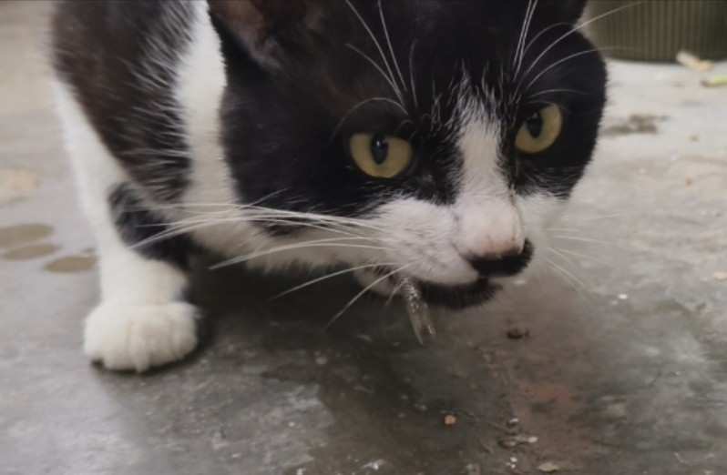 奶牛猫:鱼真好吃!