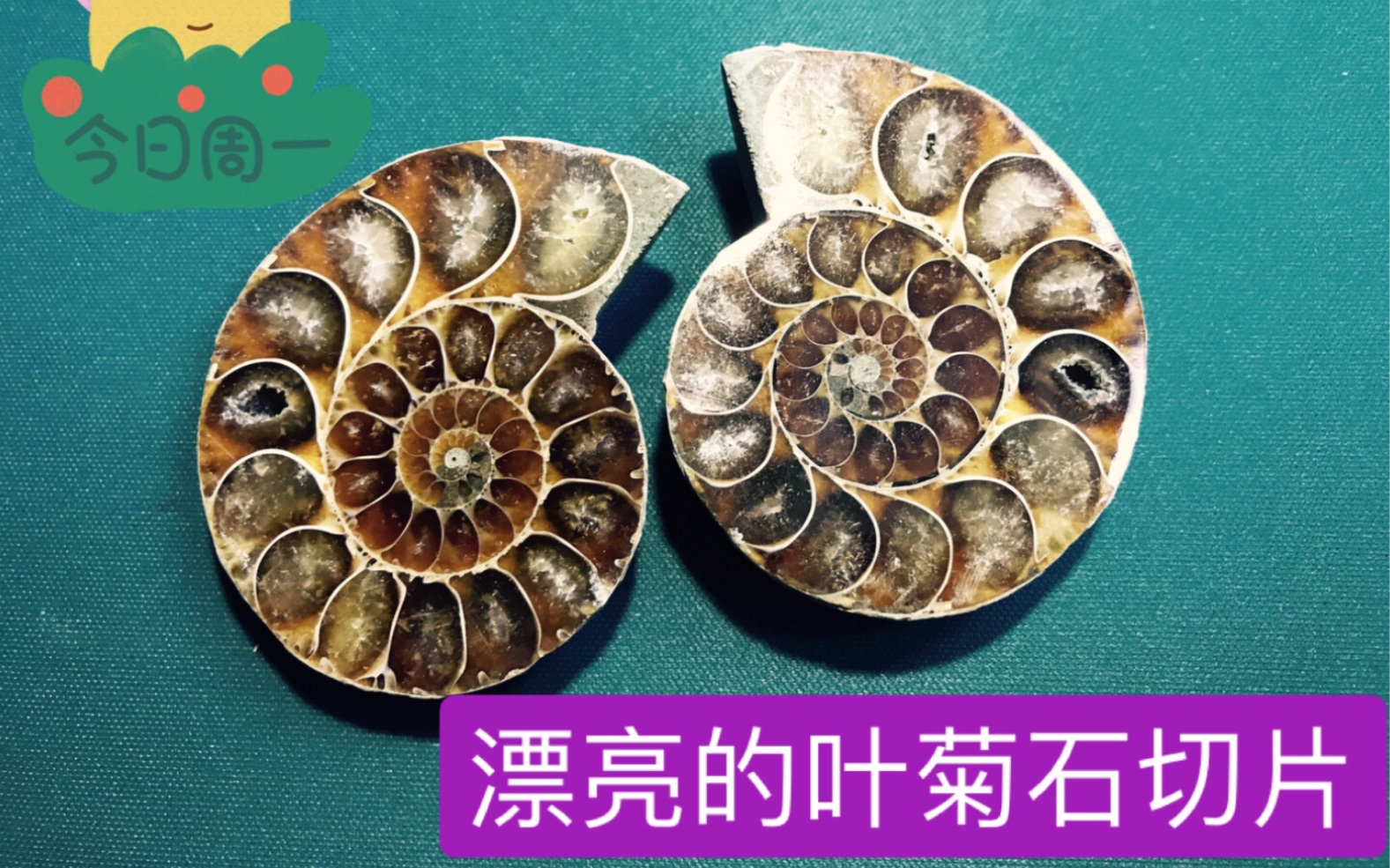 将菊石化石切开之后原来是这样的!_哔哩哔哩_bilibili