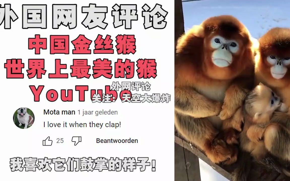 【外网评论】老外介绍中国“川金丝猴”,外国网友:好漂亮,为什么美国没有?哔哩哔哩bilibili