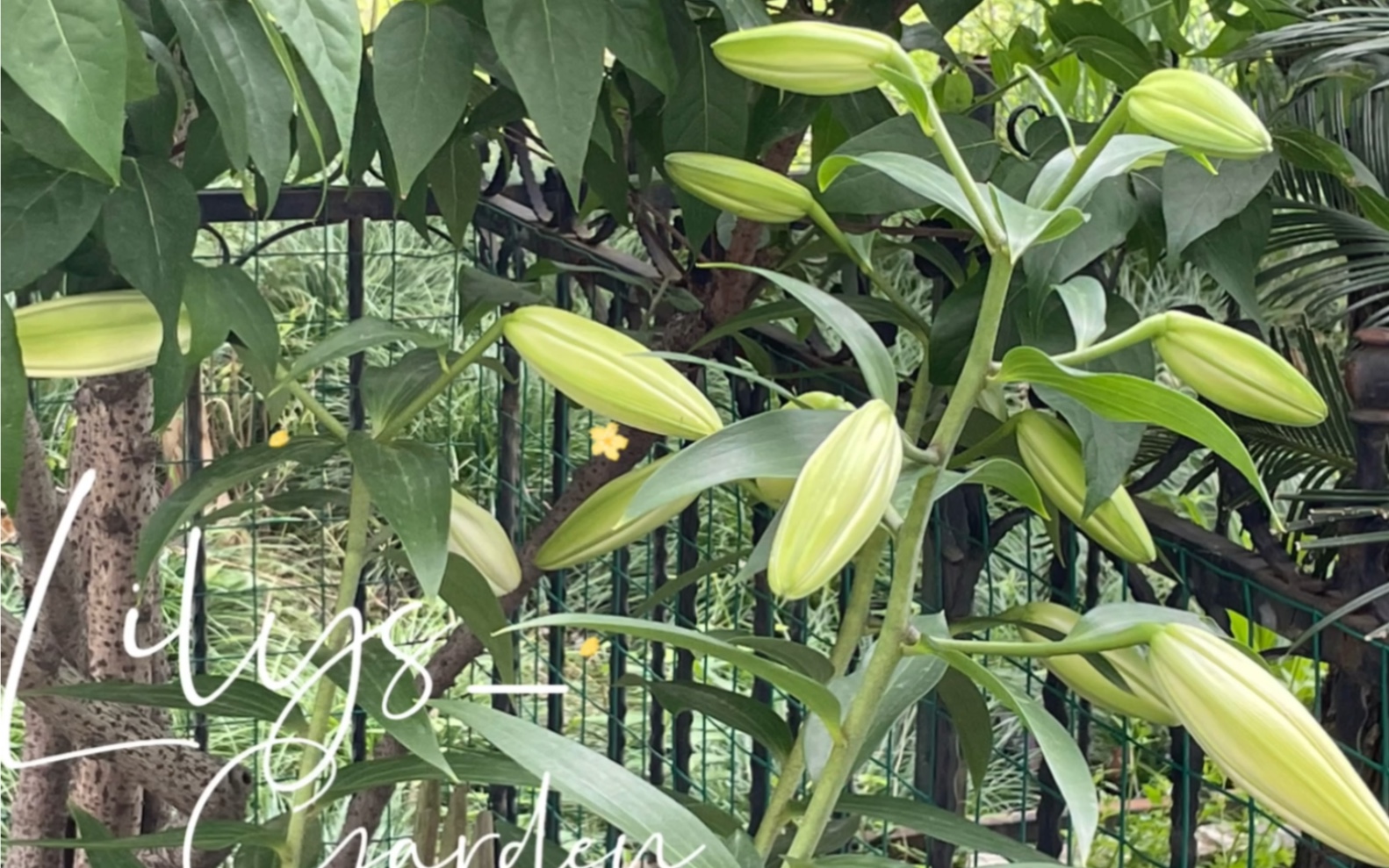 百合·木门·613含苞待放