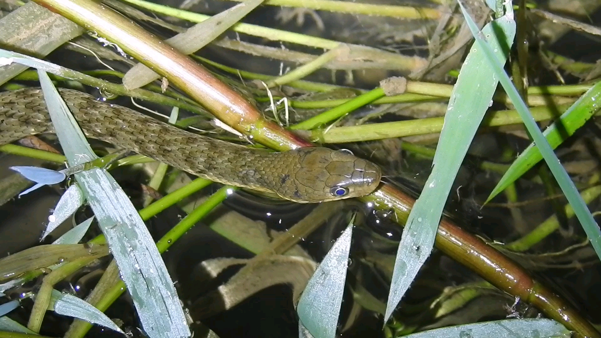 【乌华游蛇】近看鳞片花纹还是很致密的～这样做 真的对吗?