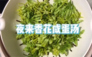夜来香花 哔哩哔哩 Bilibili