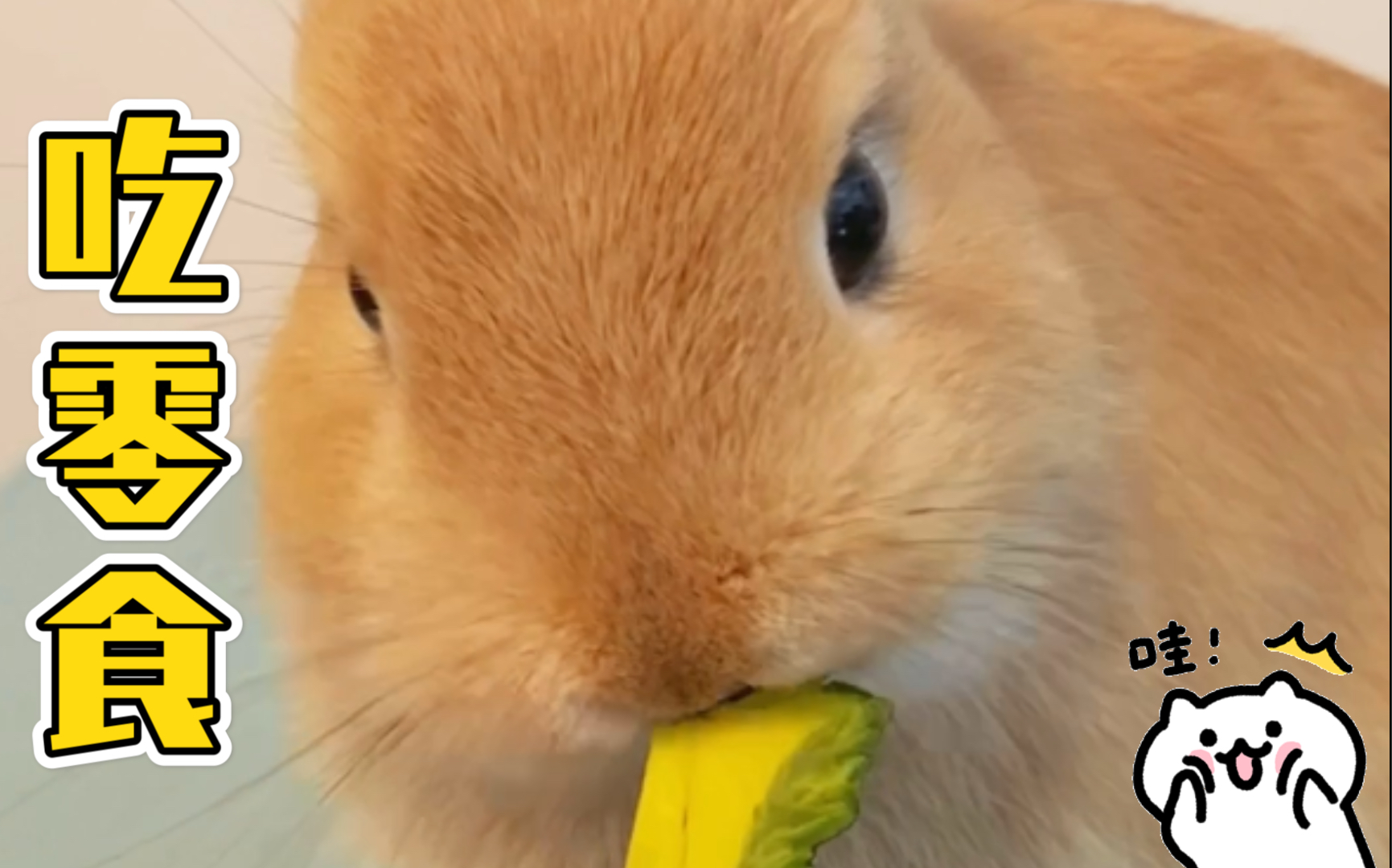 嘎嘣脆小零食吃播,你可能不知道的兔兔拍照的小心机