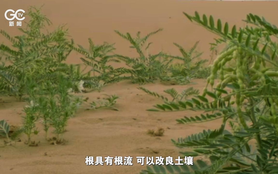 沙漠野草苦豆子 防沙固沙作用大哔哩哔哩bilibili