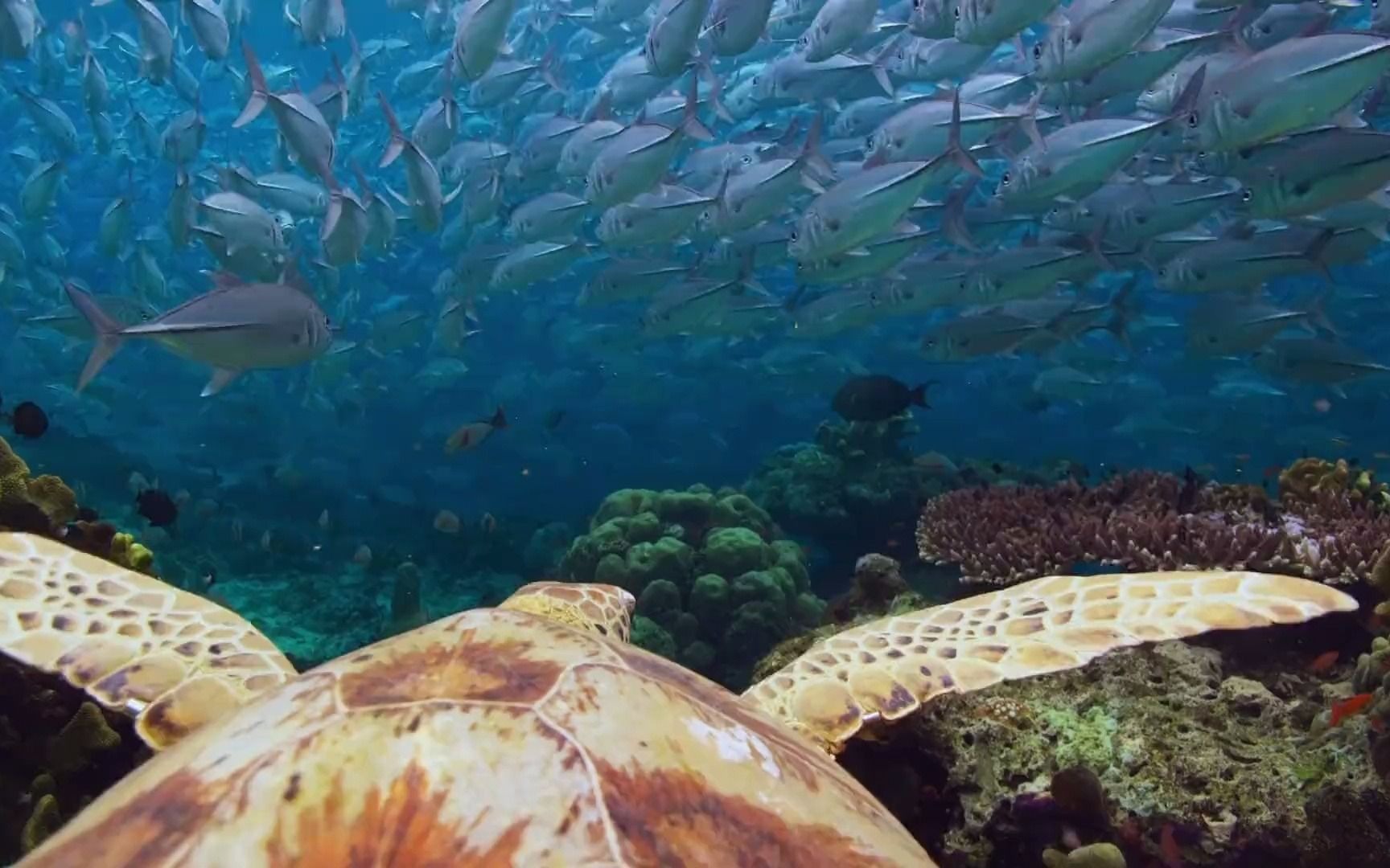 [图]保护海洋环境 保护海洋生物