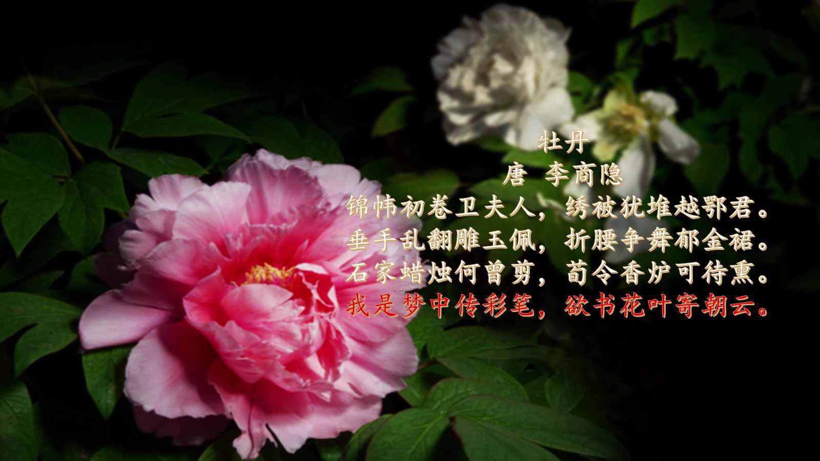 活动作品古诗中的牡丹来看看吧