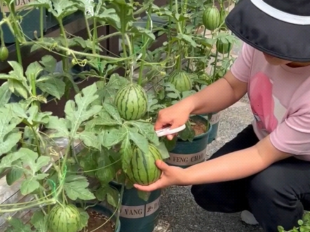 四月正是种植西瓜的好时候,种在花盆也能长得好哔哩哔哩bilibili