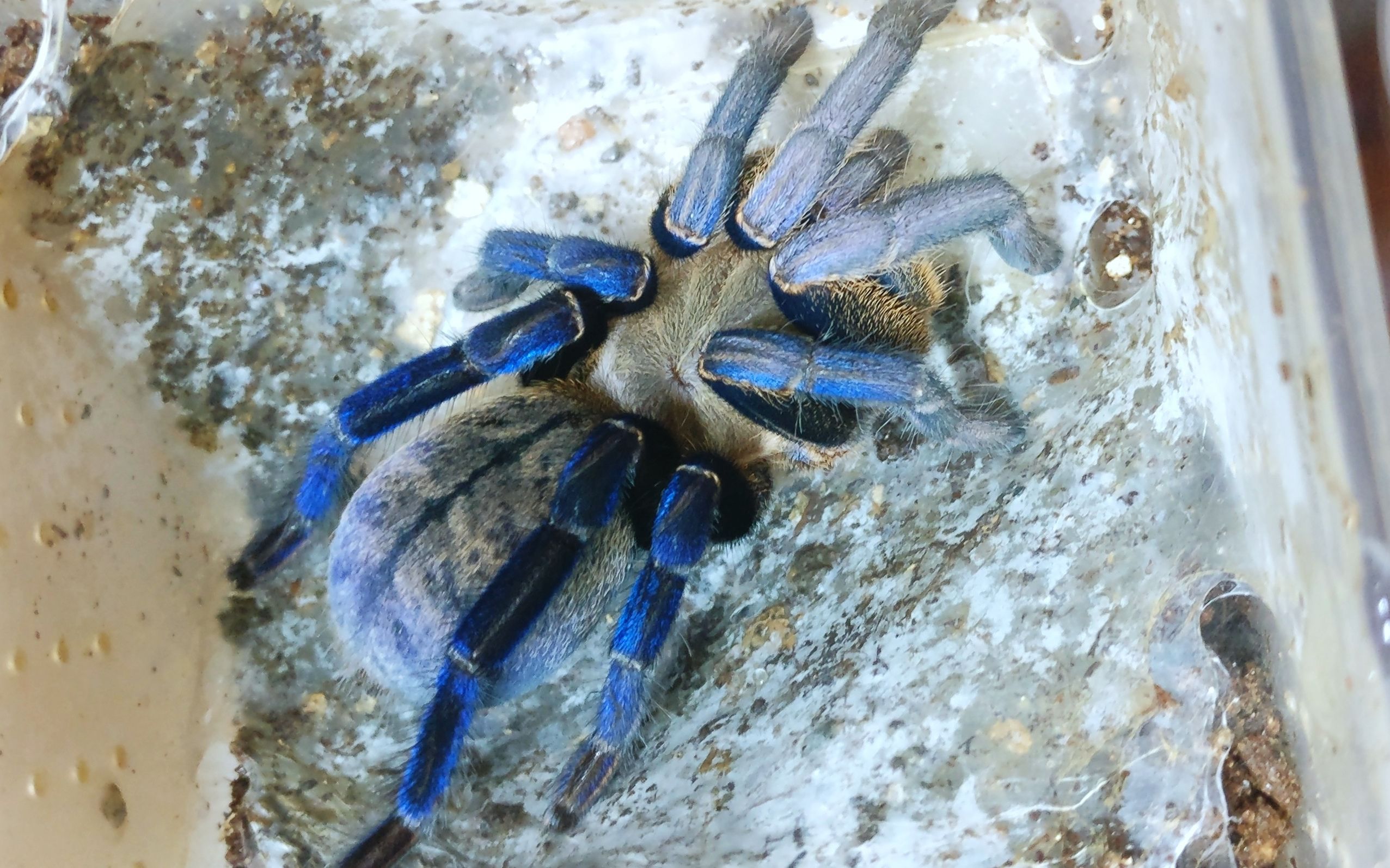 半组5个月金属蓝生长情况_哔哩哔哩 (゜-゜)つロ 干杯~-bilibili