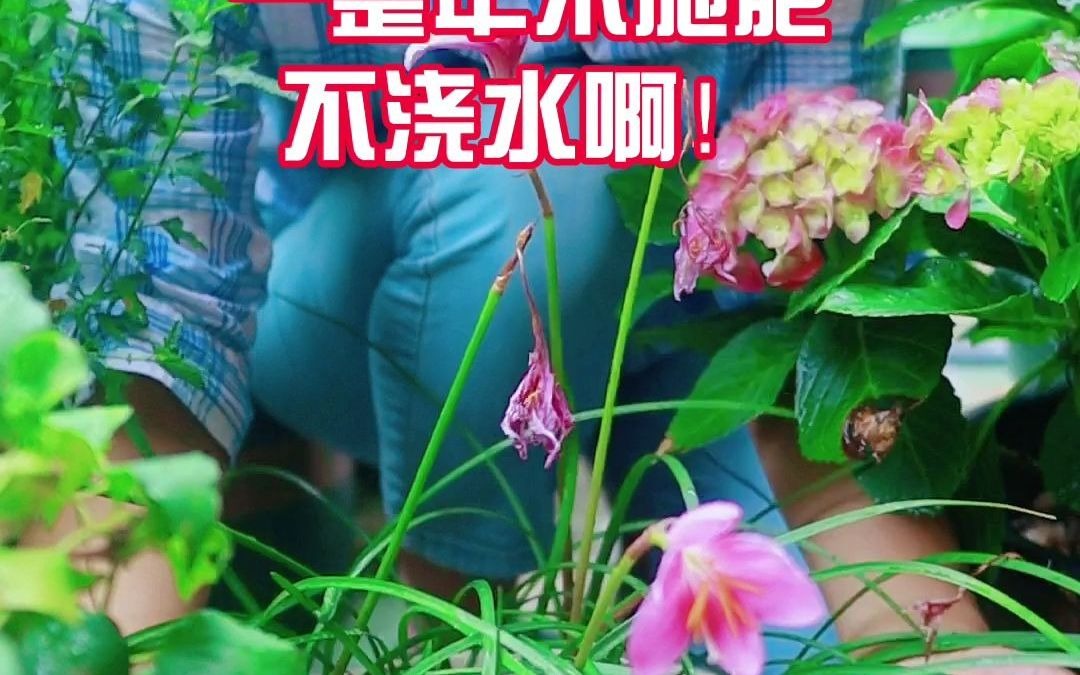 有一种花很神奇,不仅养不死一下雨就开花!哔哩哔哩bilibili