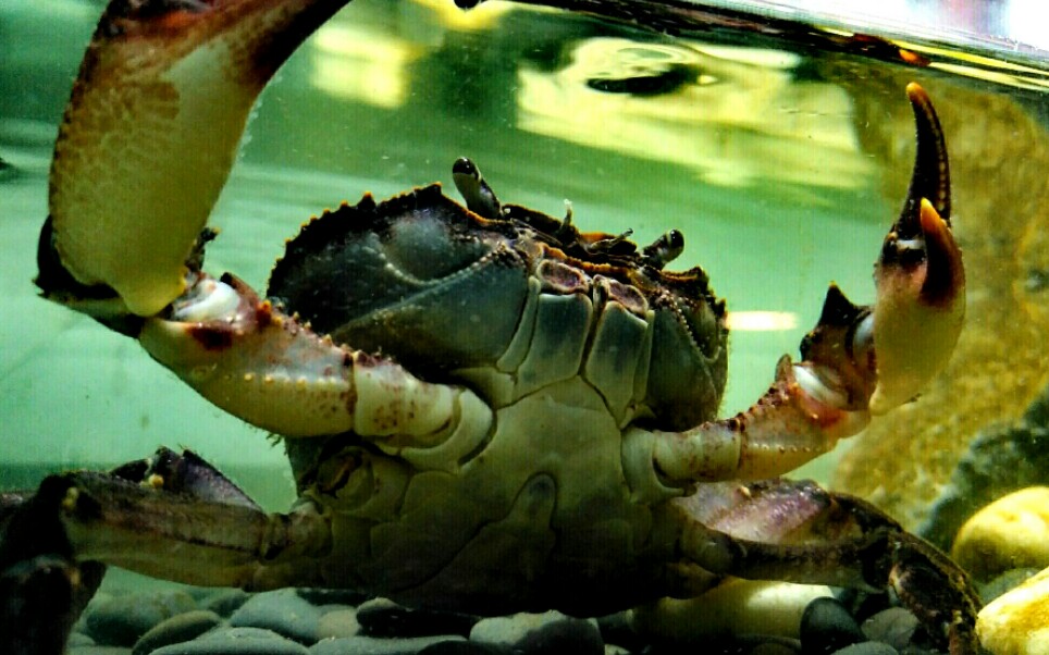 五虫仙人的怪兽之家vlog龙溪蟹捕食集锦