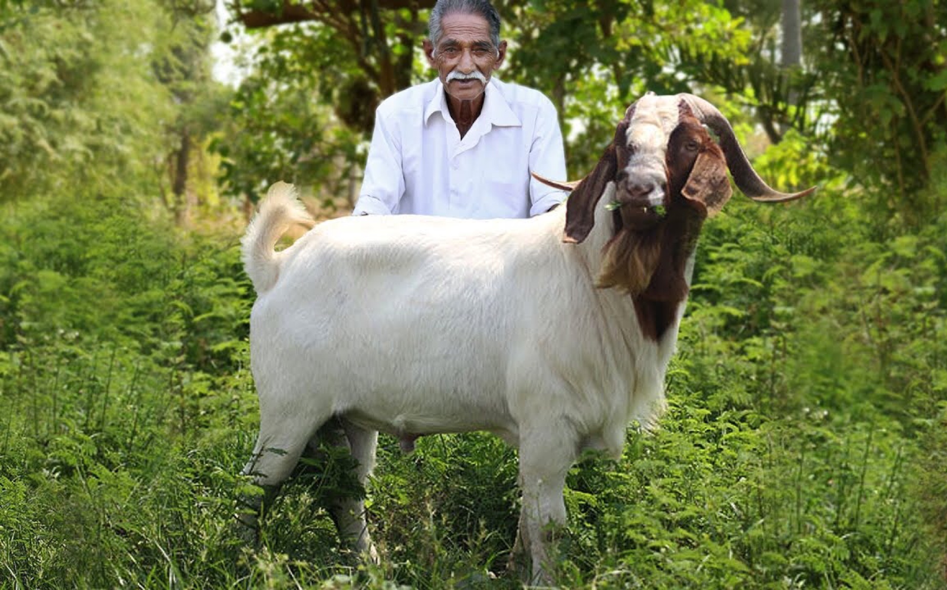 【印度五爷/搬运】论如何将一只羊做成羊糊糊