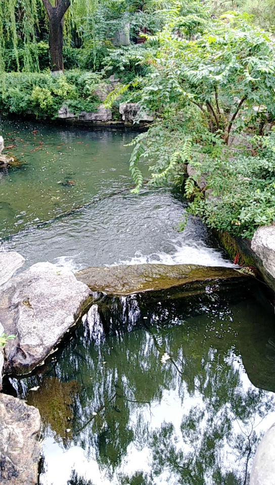 趵突泉海豹池图片