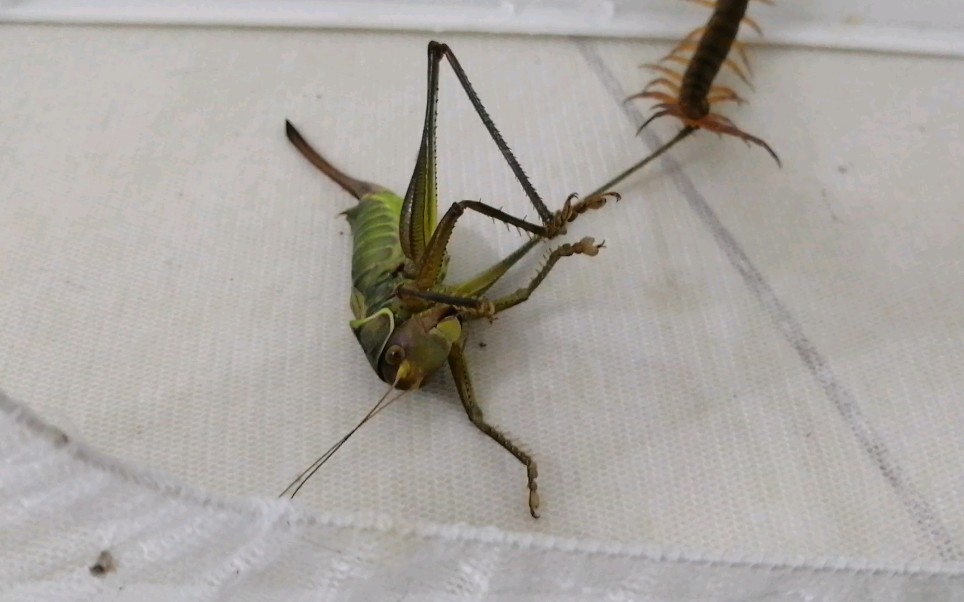 蝈蝈捕食版纳红龙蜈蚣大幼体失败(原地去世)_哔哩哔哩_bilibili