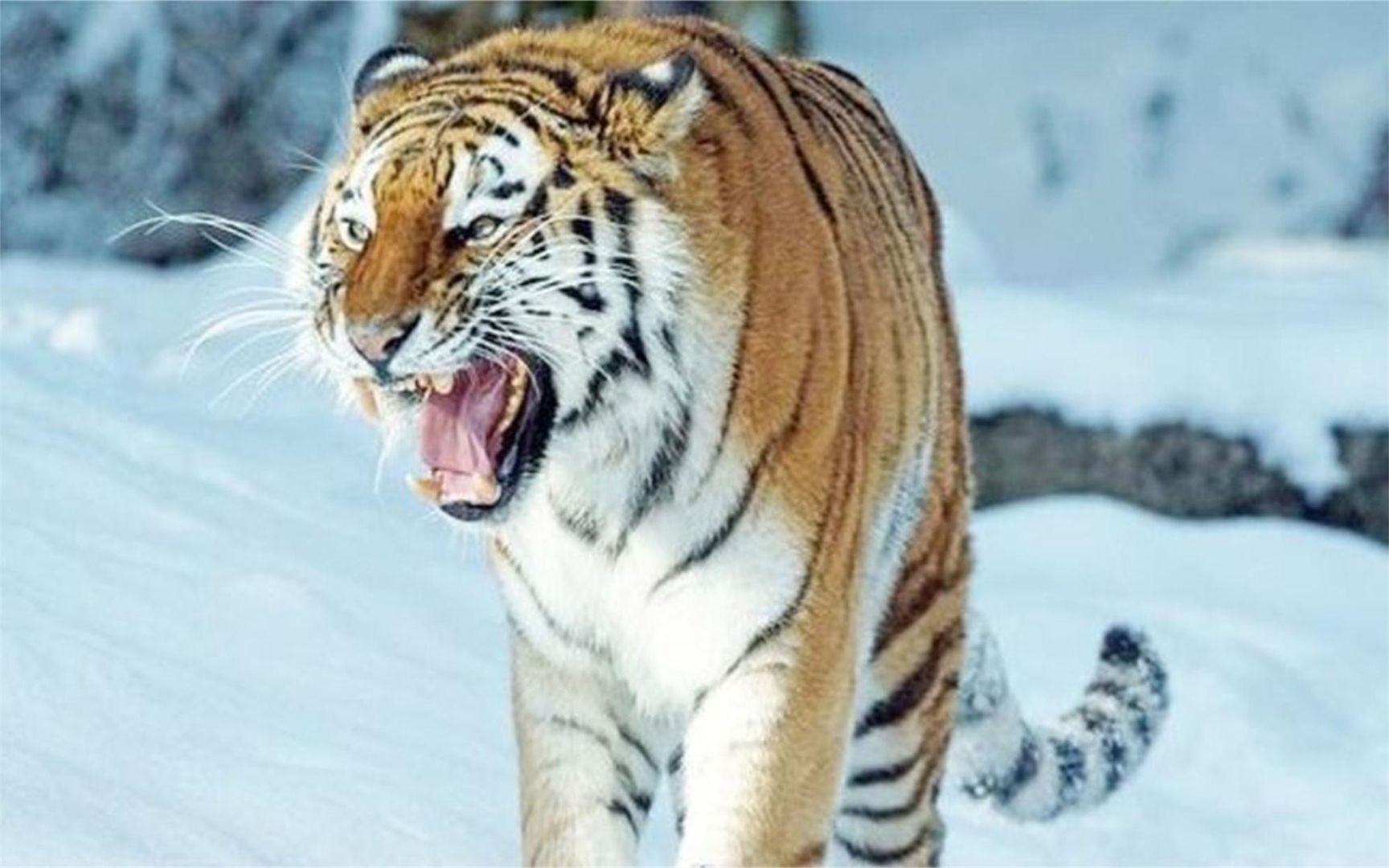 老虎一旦灭绝了,后果到底有多严重?新疆惨痛的教训至今难忘