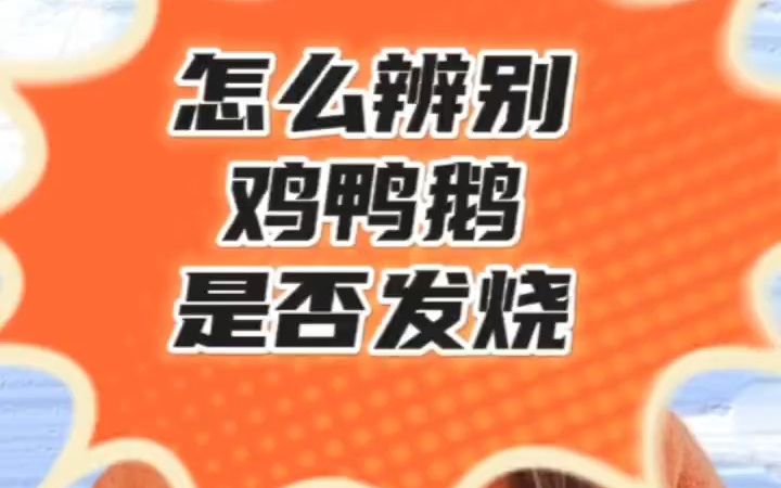 怎么辨别鸡鸭鹅是否发烧?怎么知道小鹅发烧?怎样判断小鹅是否感冒?鹅发烧的症状出现在哪些?鸡鸭鹅发烧了该如何判断?怎么辨别鸡鸭鹅是否发烧?...