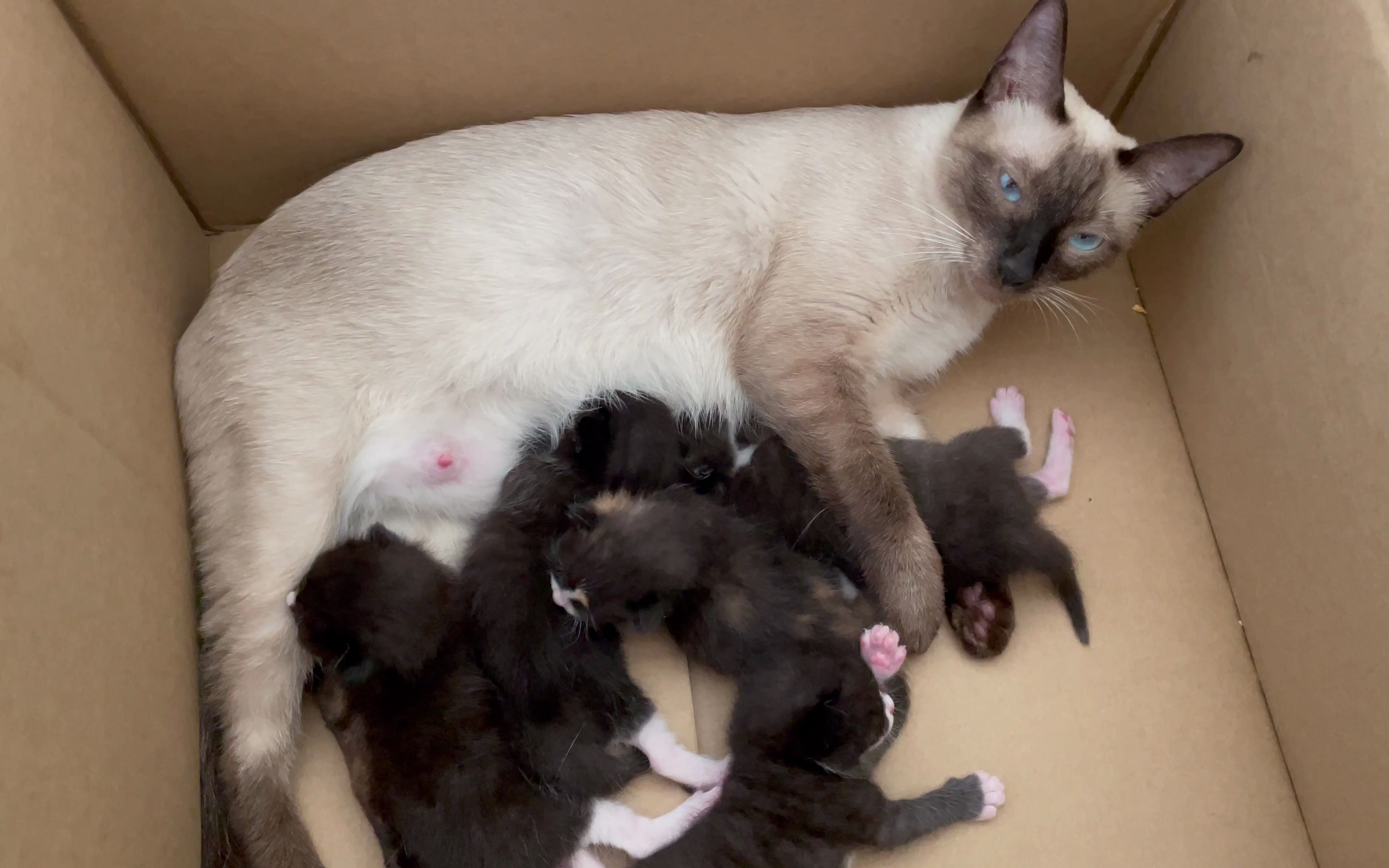 十天喵族幼崽,猫妈是暹罗,你能看出猫爸是什么品种么?