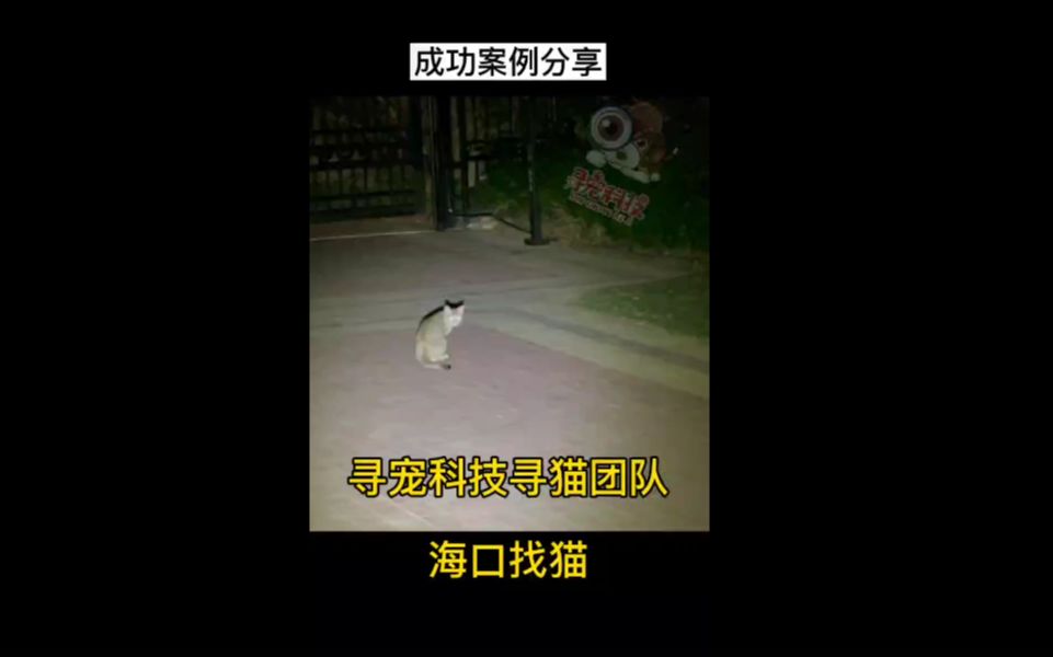 成都寻宠科技专业找猫团队海口找猫任务成功寻回哔哩哔哩bilibili