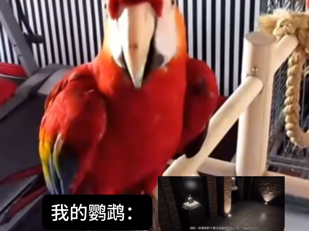【gtaol】满脑子都是西西米托