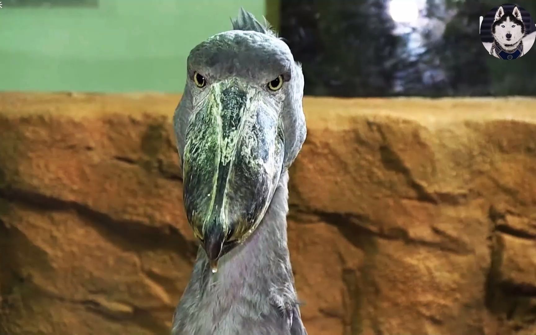 鳥中二哈鯨頭鸛,因為太蠢成為瀕危動物,又萌又呆實在太搞笑了