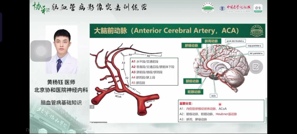 经典系列0003大脑前动脉的解剖分段哔哩哔哩bilibili