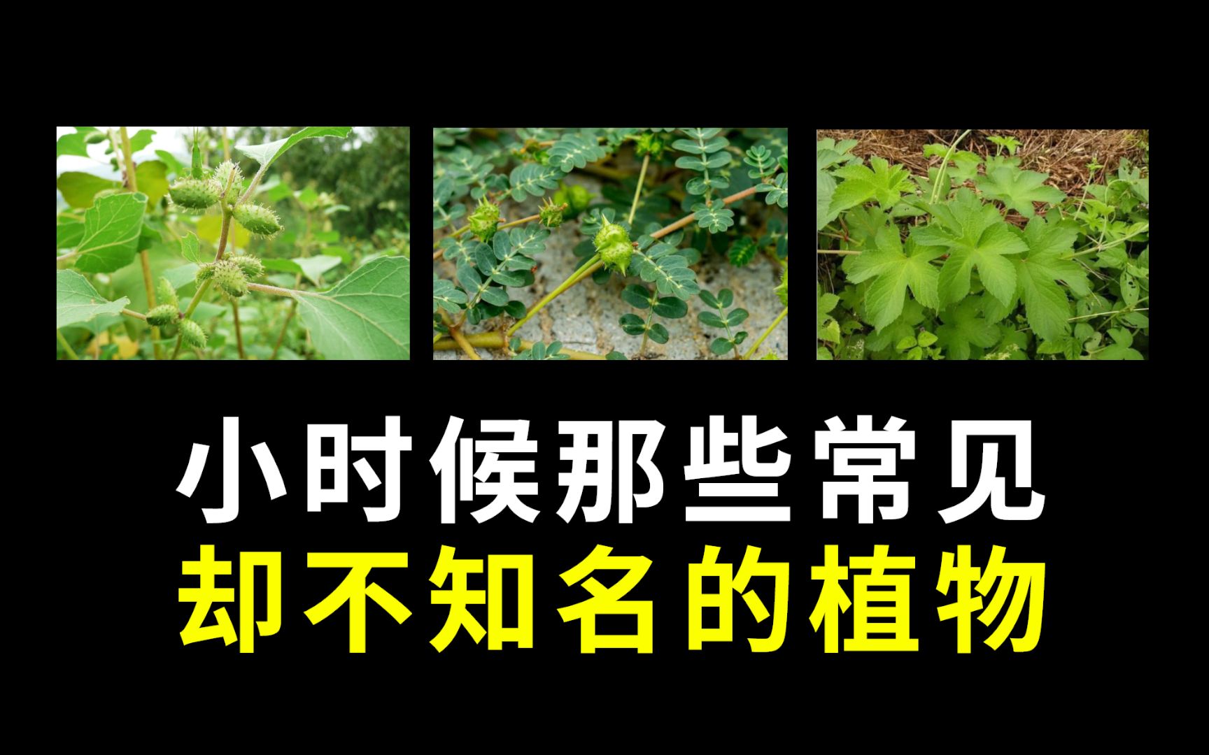 盘点小时候常见却不知名的植物哔哩哔哩bilibili