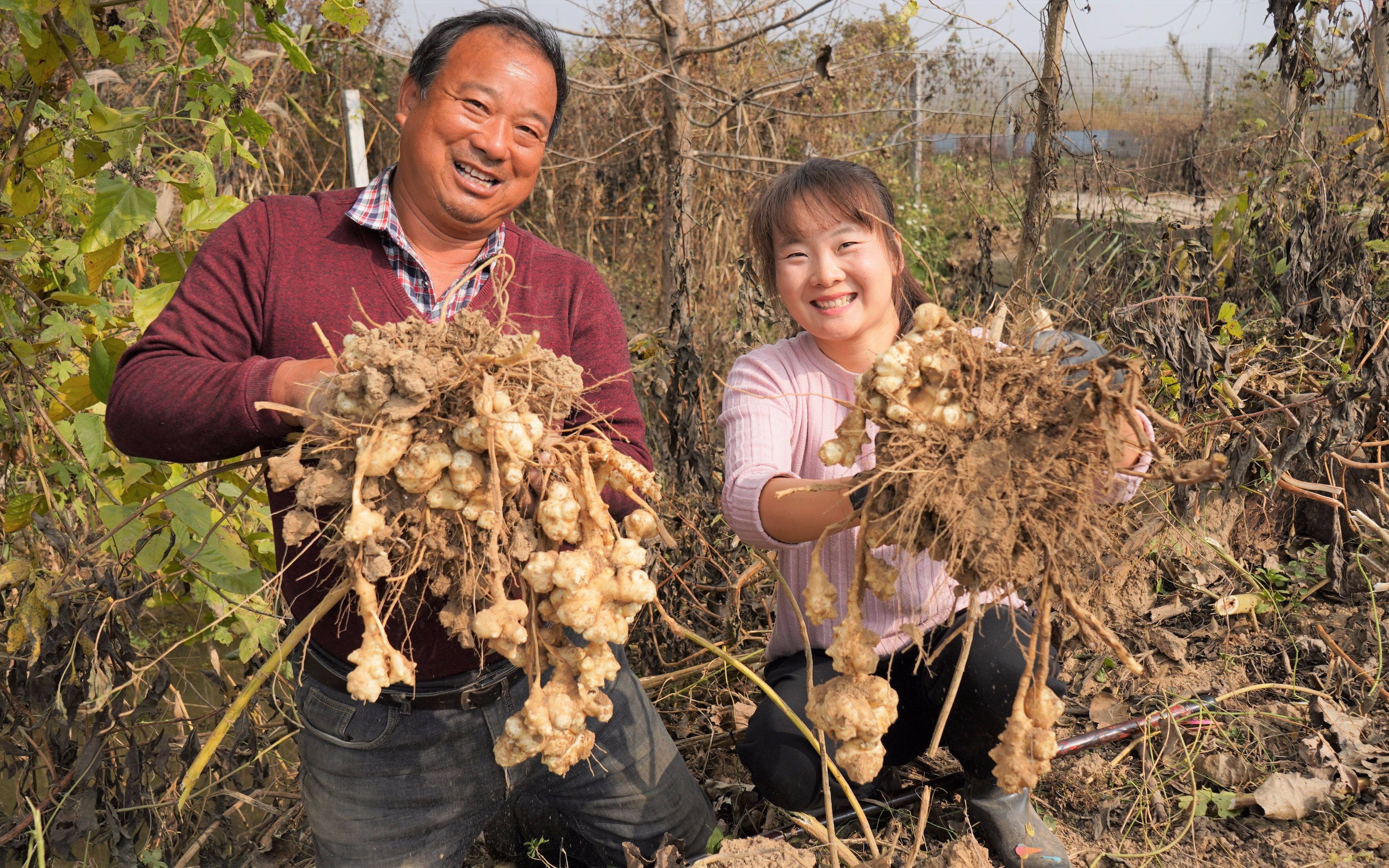 农村地洋姜大丰收,几棵挖了两大筐,闺女说像挖宝藏,超开心