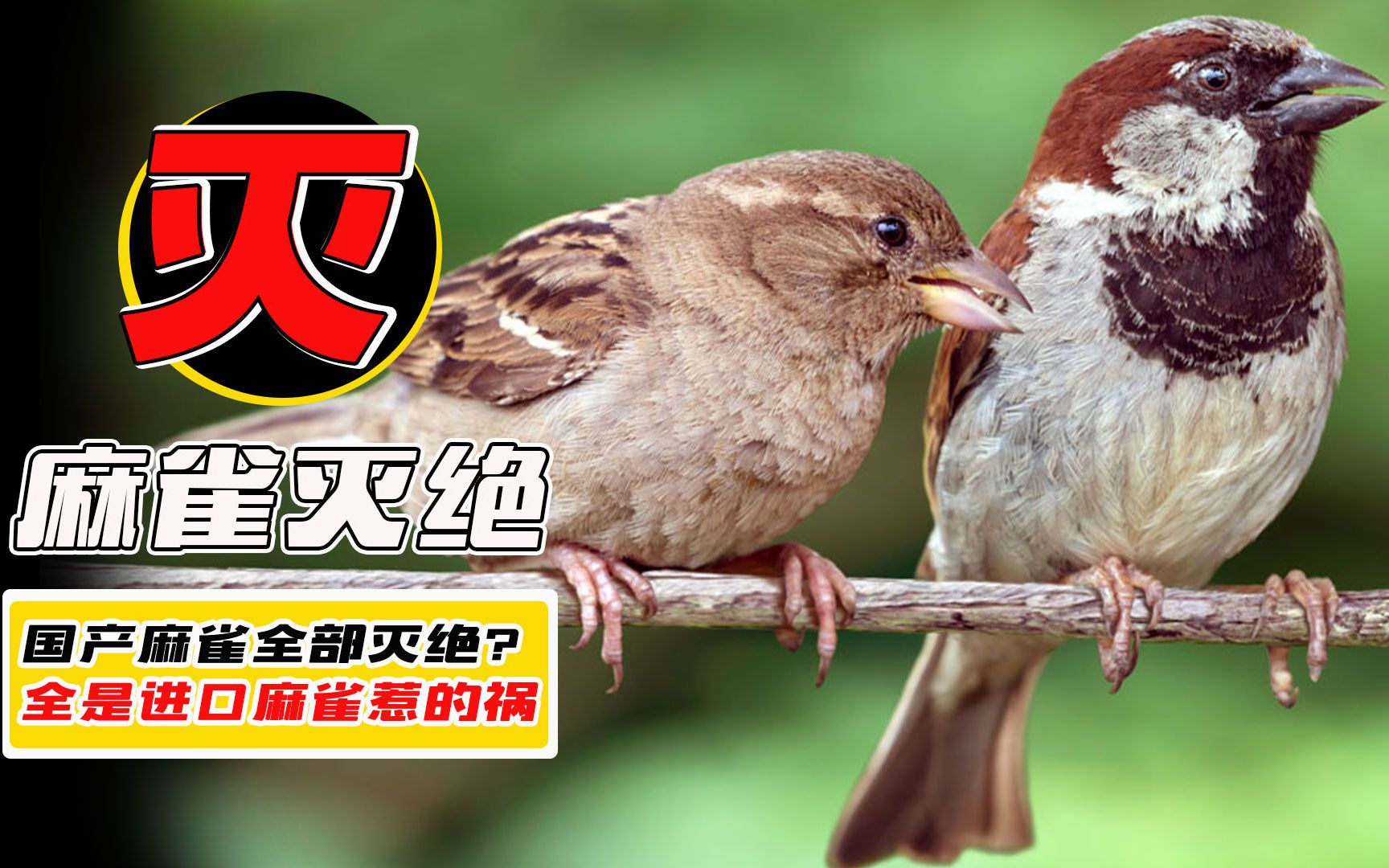 国内麻雀全部灭绝?所见麻雀全是进口货,我国本土麻雀怎么了?_哔哩哔哩