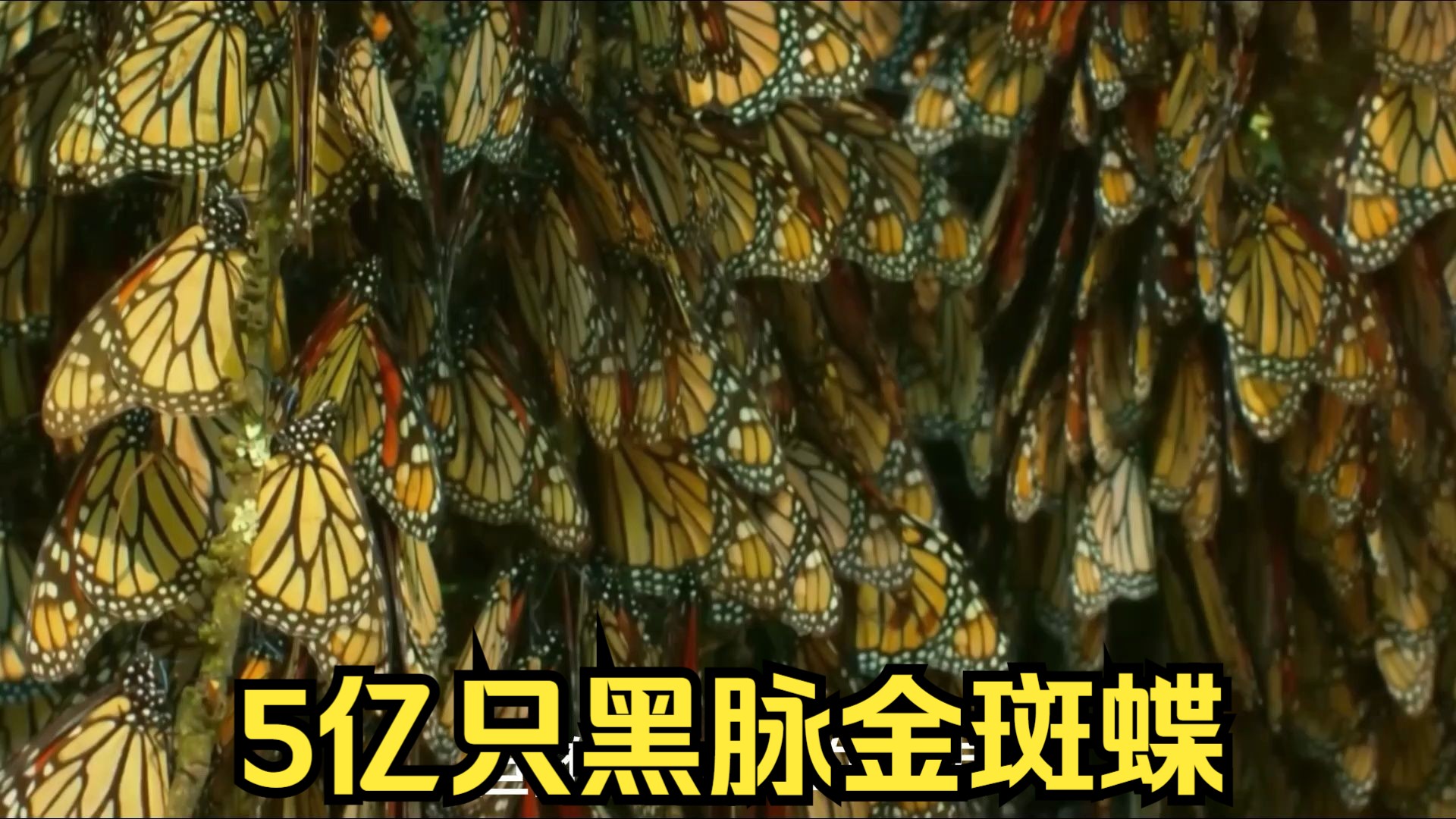 5亿只黑脉金斑蝶,一同起飞的时候场面太震撼了