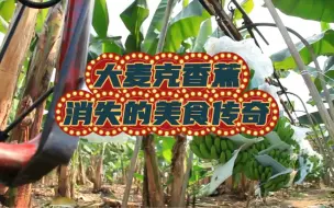 Download Video: 大麦克香蕉 消失的美食传奇