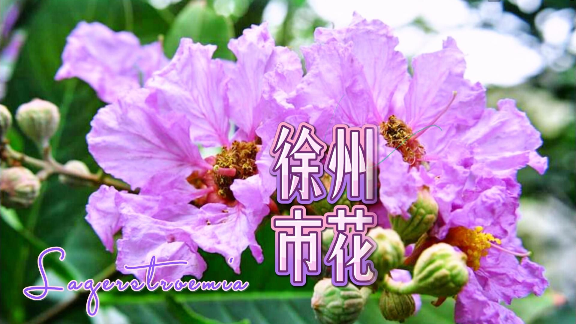 【徐州市】市花:偏爱盛夏的紫薇花