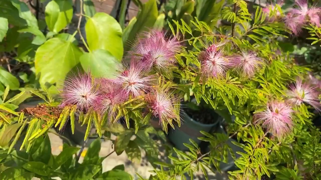 粉扑花/香水合欢,随风摇曳,飘逸多姿