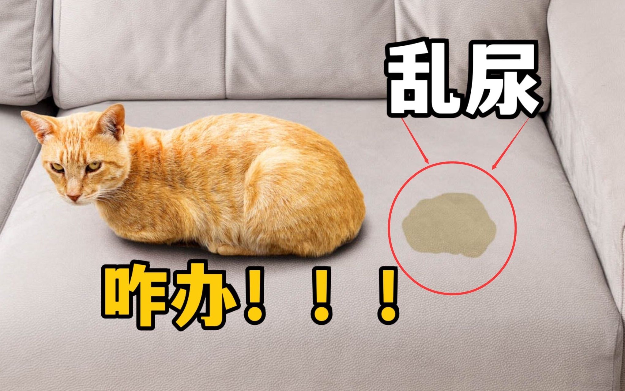 猫乱尿,到底该怎么办?哔哩哔哩bilibili