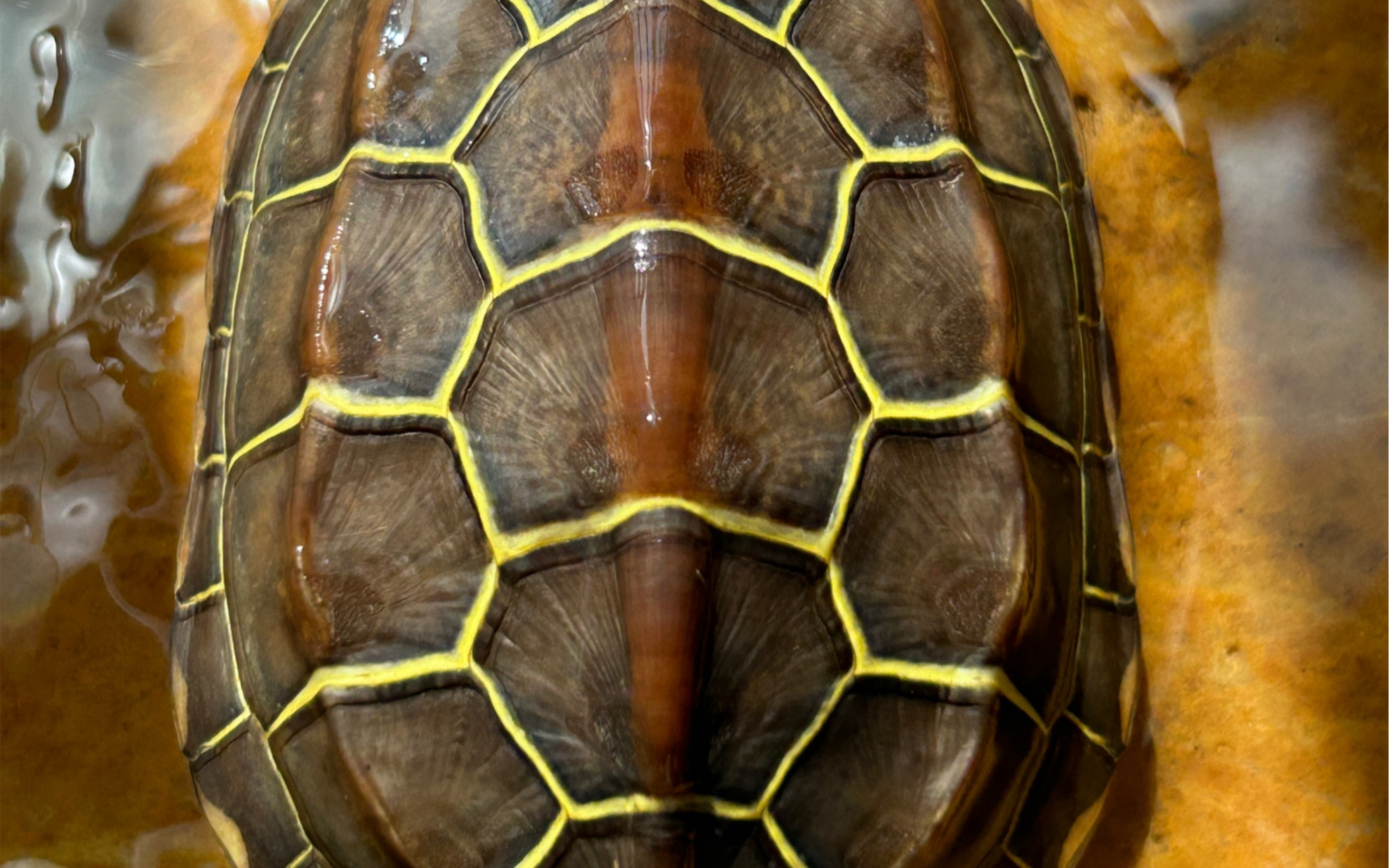 简单记录下自己的苏北金线草