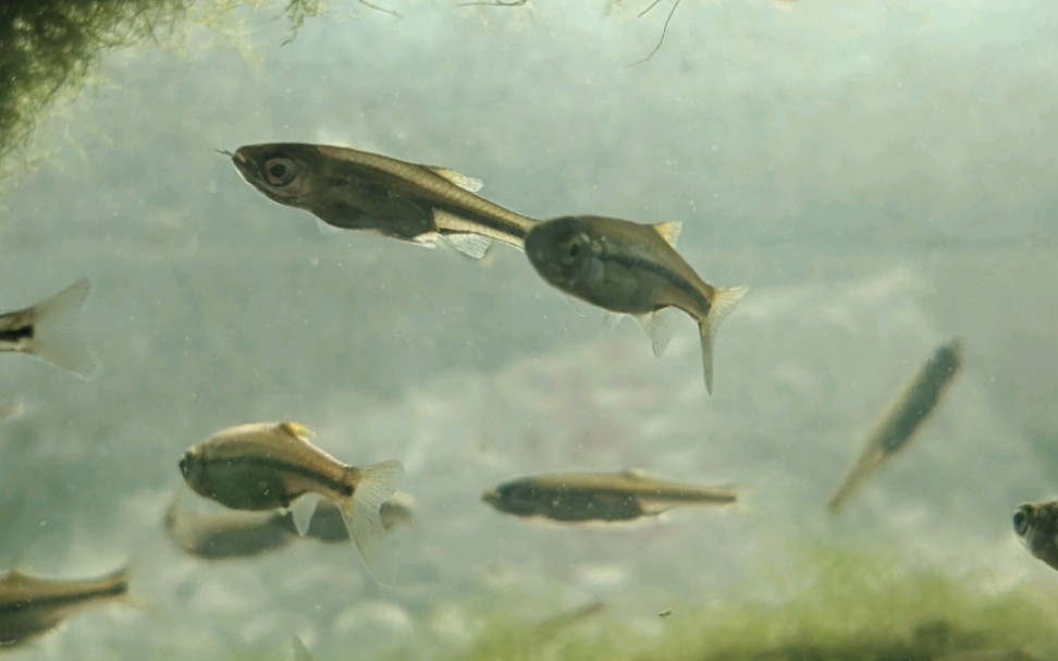 原生淡水鱼 金线丽纹细鲫 观赏价值很高的国产灯鱼