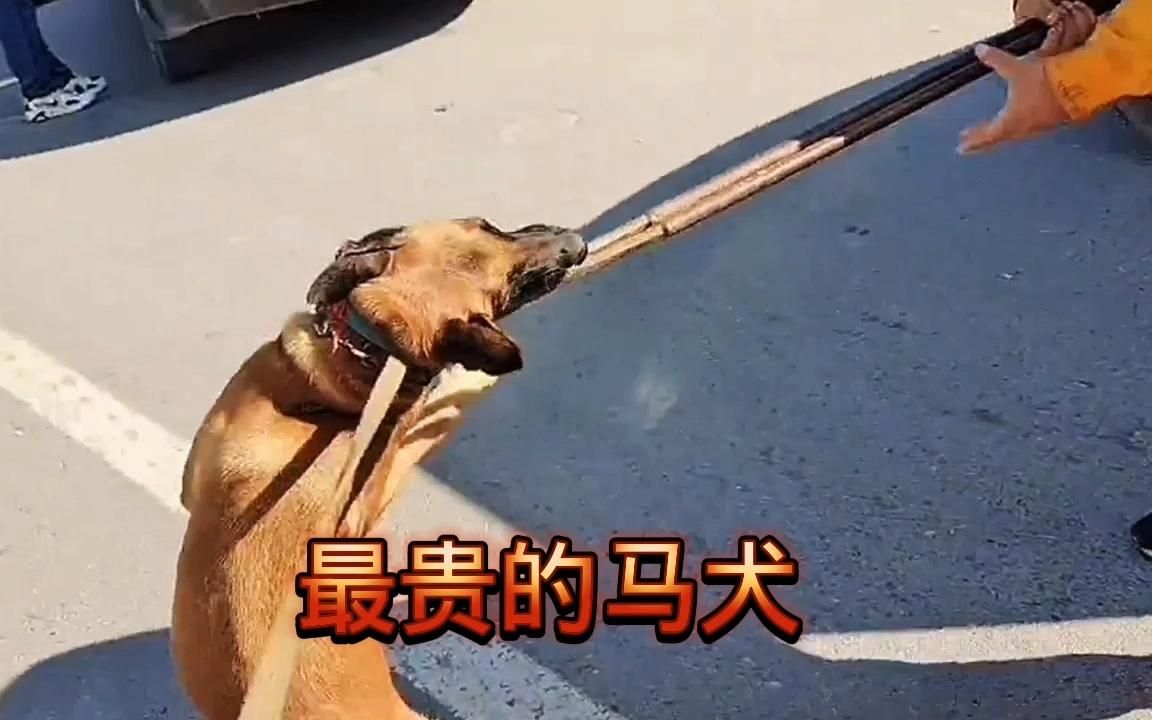 [图]母马犬被卖舍不得一双儿子，一步三回头，铁夹下流下伤心的泪水