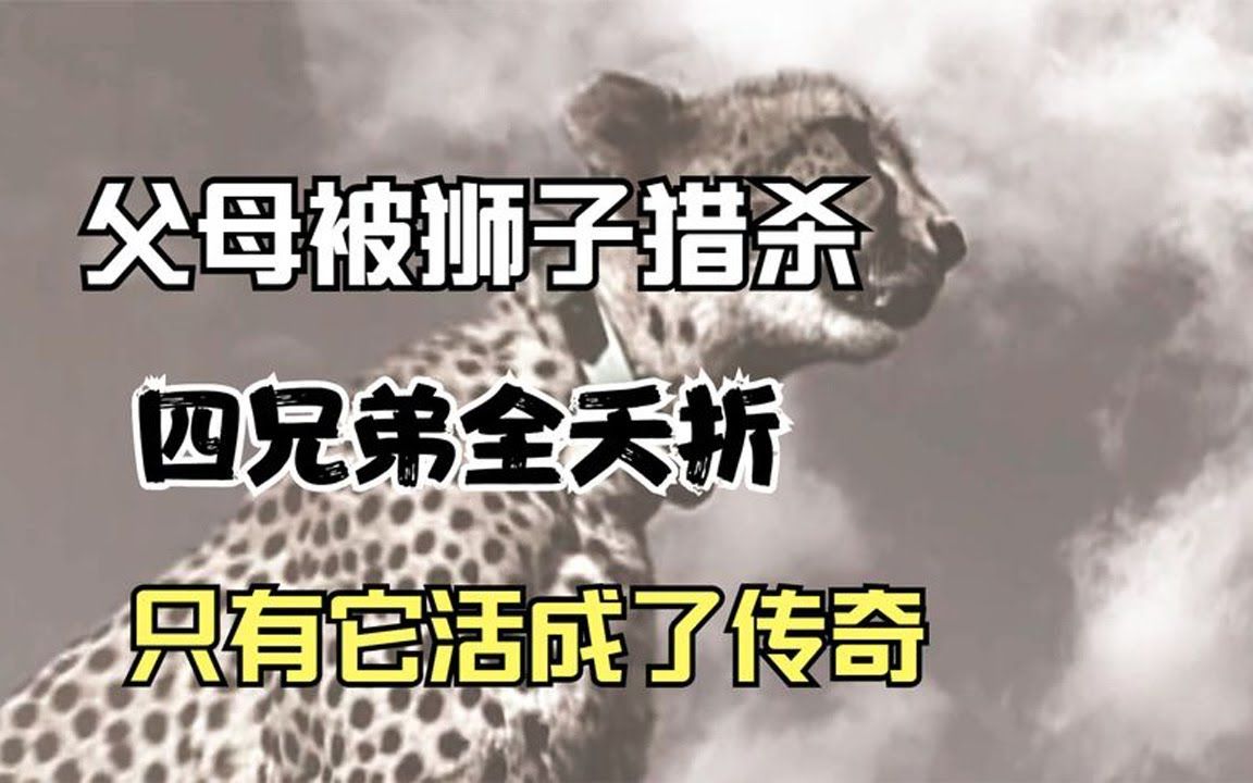 [图]父母被狮子猎杀，四兄弟全夭折，只有它活成了传奇 | leopard